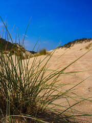 Beach grass, Ter Yde dunes - Oostduinkerke, Belgium - vertical