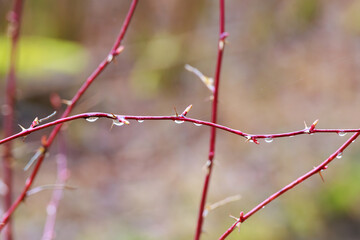 Thorny red branches with raindrops, Augsburg, Siebenbrunn, Germany, March 2025