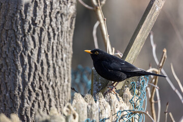 Common blackbird (Turdus merula) perched on a wooden fence, Augsburg, Siebenbrunn, Germany, March 2025