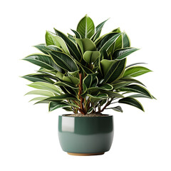 House Pot Plant Isolated On Transparent Background	