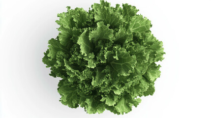 Obraz premium Realistic top view of sea kale head for culinary and botanical design