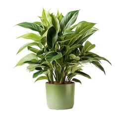 Green Plant Isolated On White Background	