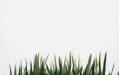 Fototapeta premium Green Grass Blades Against A Minimalist White Backdrop
