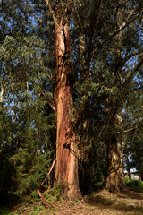 Árbol de eucalipto mostrando su robusto tronco anaranjado.