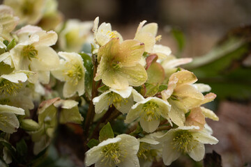  creamy hellebore in raindrops, Helleborus