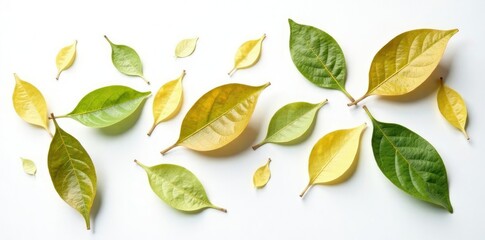 Delicate coffee leaves scattered on a pure white background, herbals, botanicals
