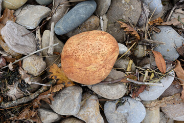 Piedra anaranjada sobre un cúmulo de piedras grisáceas y restos orgánicos arrastrados por la marea como hojas y palos.