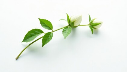 Fototapeta premium High-contrast shot of a single stem and leaves on a stark white backdrop, botanical, isolated, white background
