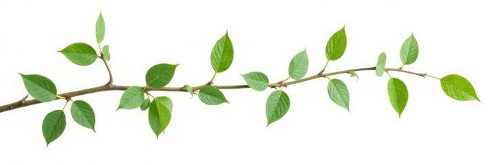 Long, slender branches with leaves isolated on white background, simple, stems