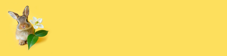 Adorable Easter bunny with white spring flower and copy Space