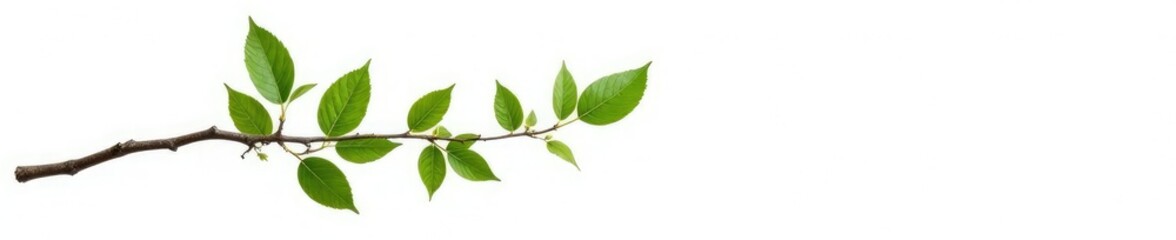 Single isolated branch with leaves on white background, tree, background, nature