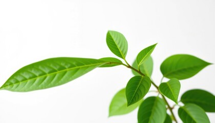 Fototapeta premium Single vibrant green plant, isolated on pure white backdrop, sprout, nature