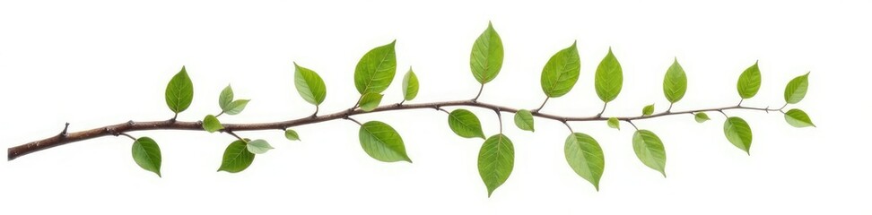 Twisted branch with leaves isolated on white background, branches, twig