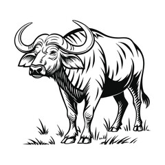 African buffalo vector illustration design, detailed vector, hand drawn style, isolated on a white background