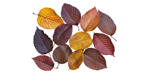 Autumn Leaves Arrangement. Seasonal Nature And Fall Aesthetics Isolated On Transparent Background