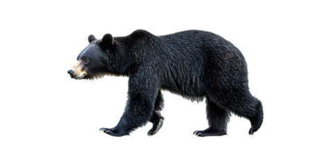 Black Bear Walking. Wildlife And Nature Conservation Concept Isolated On Transparent Background