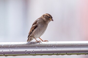 ptak wróbel stoi na poręczy metalowej na balkonie mieszkania © Henryk Niestrój