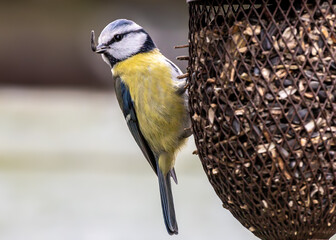 ptak sikorka modraszka (Cyanistes caeruleus) © Henryk Niestrój