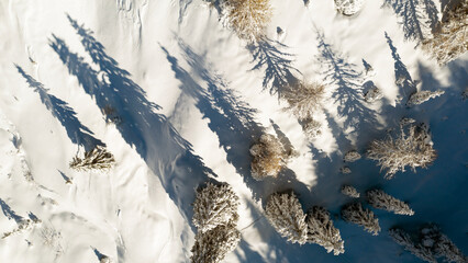 Aerial view of snow-covered trees casting long shadows on a bright, sunny day. The scene is mostly white with dark shadows and some golden trees.