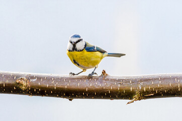 ptak sikorka modraszka (Cyanistes caeruleus) © Henryk Niestrój