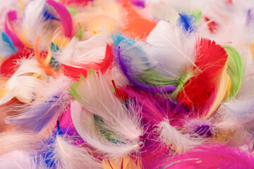 Colorful feather background, top view.