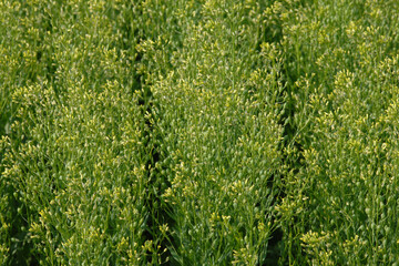 Leindotter,  Camelina sativa