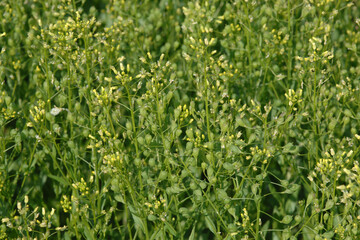  Leindotter,  Camelina sativa