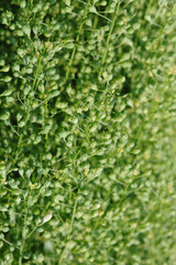  Leindotter,  Camelina sativa