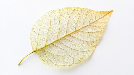 Translucent Tree Leaf Texture for Creative Design