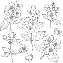 Vector set with outline jasmine flowers, buds and leaves in black isolated on white background