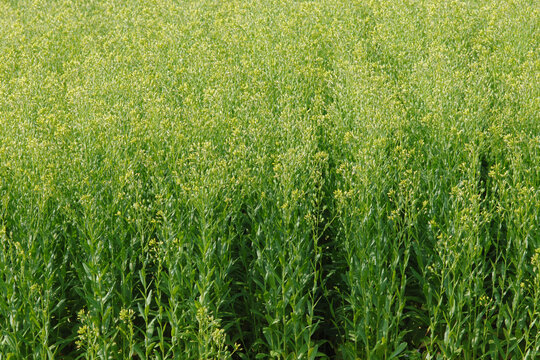  Leindotter,  Camelina sativa