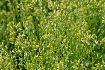  Leindotter,  Camelina sativa