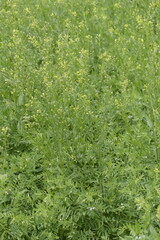  Leindotter,  Camelina sativa