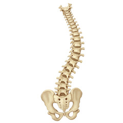 Obraz premium Skeleton representation of human spinal column with scoliosis, human spinal column, anatomy, isolated on white background