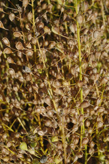  Leindotter,  Camelina sativa