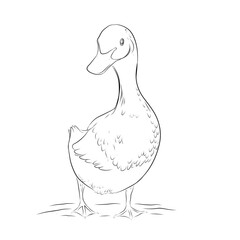 sketch illustration of a duck on a white background