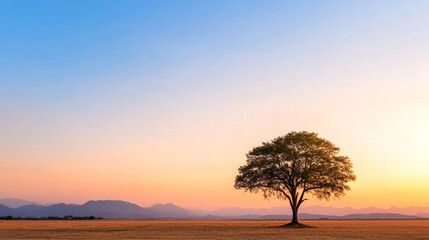 Obraz premium Solitary tree at sunset over a vast plain