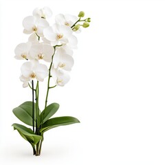 Fototapeta premium White orchid blossoms in a studio setting