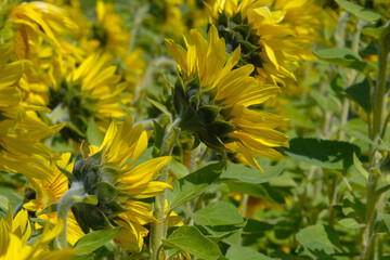 Sonnenblumen,  Helianthus annuus L.