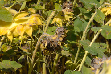 Sonnenblumen,  Helianthus annuus L.