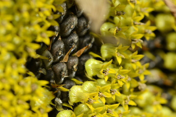 Sonnenblumen,  Helianthus annuus L.