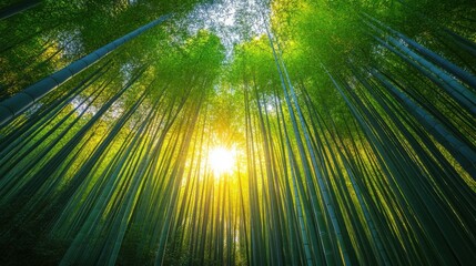 Tall green bamboo trees rise upwards into sky. Sunlight filters through leaves in dense forest. Looking up from below at nature landscape.