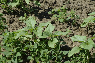 Sonnenblumen,  Helianthus annuus L.