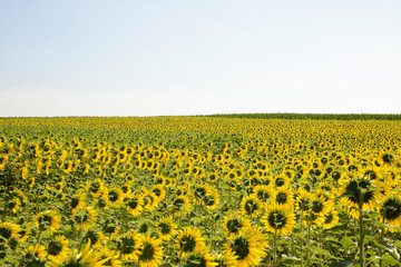 Obraz premium Sonnenblumen, Helianthus annuus L.