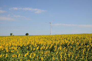 Sonnenblumen,  Helianthus annuus L.
