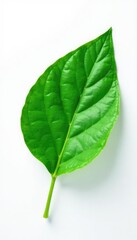 Obraz premium Single leaf with veins and texture on white background, foliage, plant