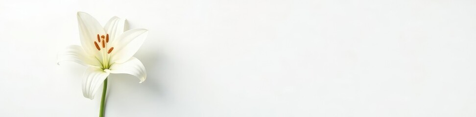 Fototapeta premium Single lily flower on white background with stem, flowers, white, lilies