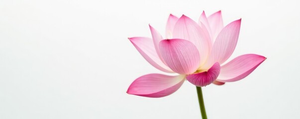 Fototapeta premium Single lotus flower isolated on white background, soft, delicate, flower