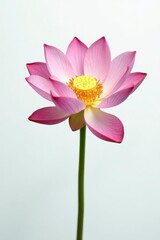 Obraz premium Single lotus flower on crisp white background, lotus, botanical