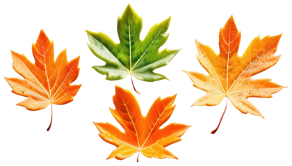 Colorful maple leaves in various shades